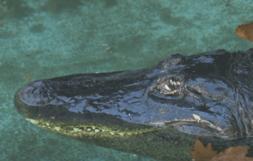 Veliki aligator vukao telo muškarca u ustima: Policija ga ubila(VIDEO)